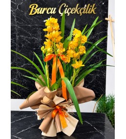 TURUNCU CYMBIDIUM ORKİDE